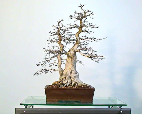 KoreaBucheMerlinMärz2013_1.jpg