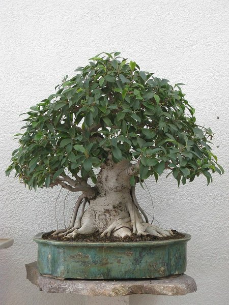 Dicker Ficus, seit 20 Jahren bei mir in Pflege...
