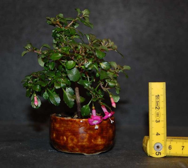 Kleine Fuchsie