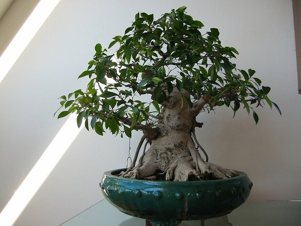 Ficus2005.jpg