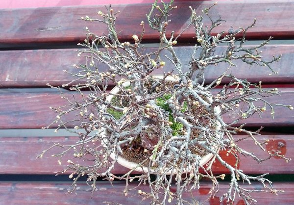 ulme platzen die knospen (platzen hehe)