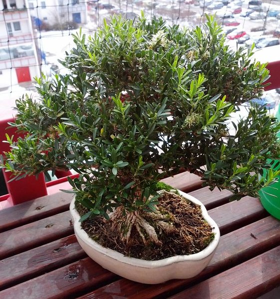 sogar der bux freut sich auf den fruehling