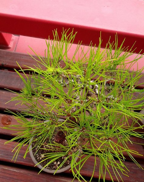 die rote hat auch fein fette knospen und neue klene