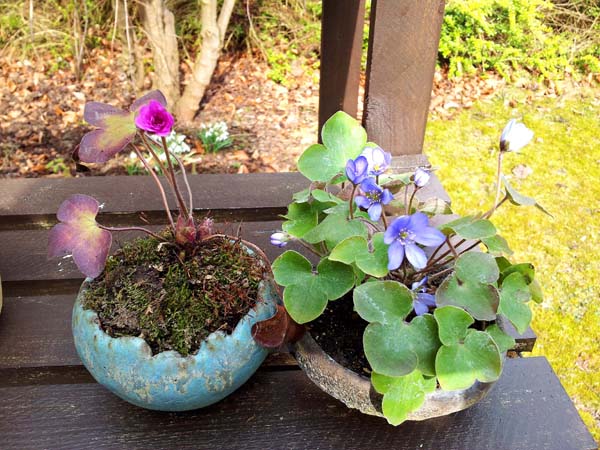 Leberblümchen.jpg