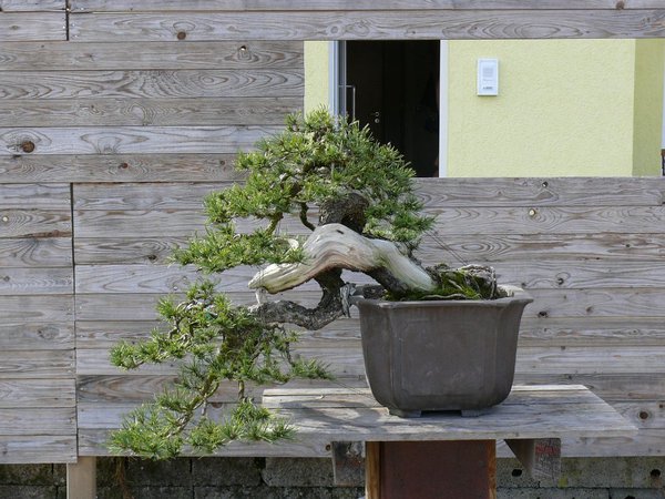 Welch ein Baum... wenn der erst in seiner neuen Schale steht... und irgendwann auf einer großen Ausstellung...