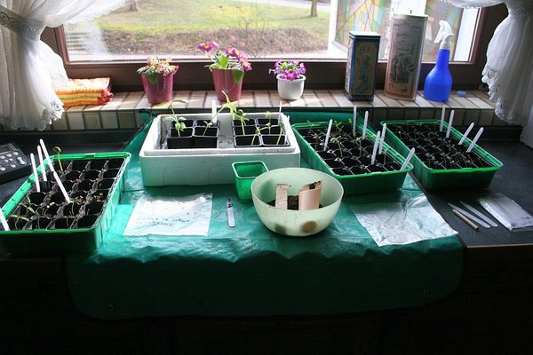 Jungpflanzen_2013 002.jpg