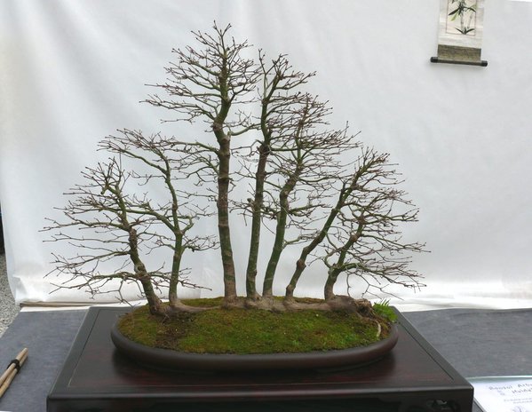 Eine bemerkenswerte Fächerahorn-Floßform, die aus einer Allerwelts-Jungpflanze geschaffen wurde, super Leistung! Die Dokumentation, die neben dem Baum lag, war erstaunlich.