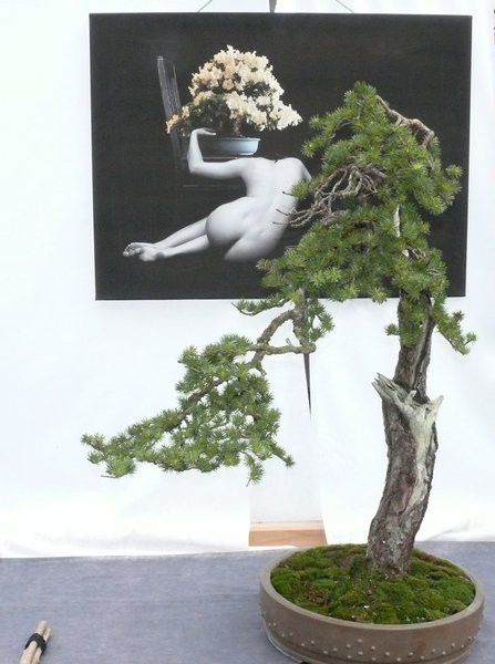 Selbst mit bloßem Auge schwer zu erkennen, dass hier Laub an einen toten Baum geklebt war! Sah aber erstaunlich aus, sehr kreativ. Man muss ja nicht alles zu ernst nehmen, ich fand es irgendwie cool.