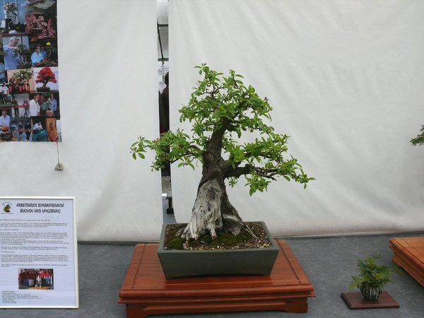 Apfel kurz vor der Blüte