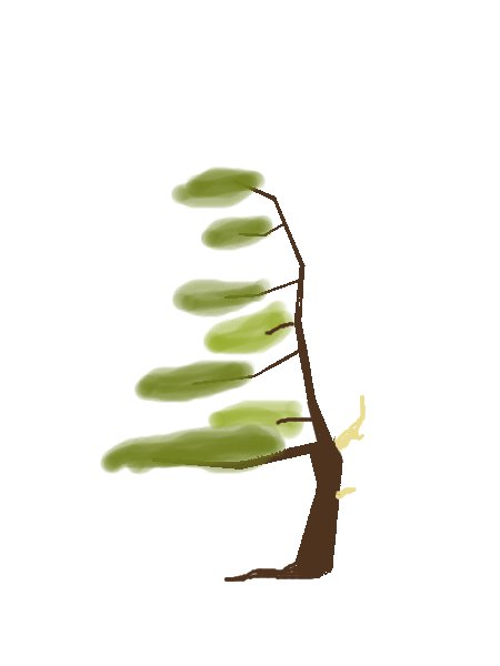 bonsaipinus2 windgepeitscht.jpg