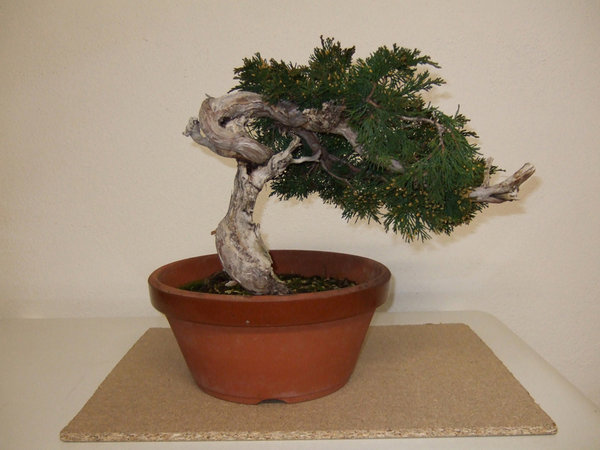 DSCF1562ab.jpg