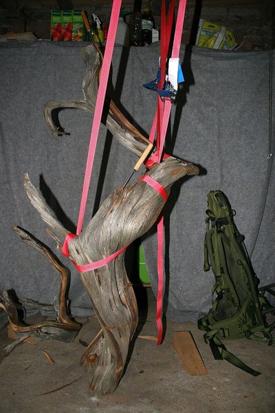 Tanuki_Phoenicea_2013 047.jpg