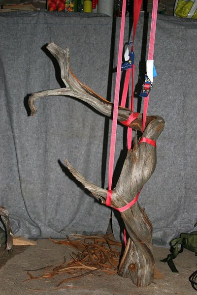 Tanuki_Phoenicea_2013 058.jpg
