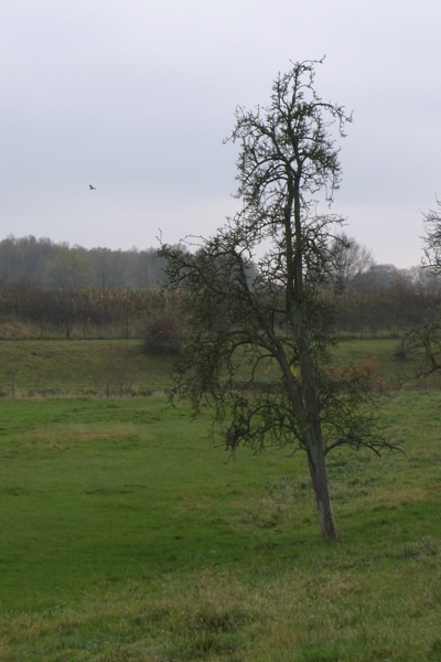 eine Birne mit typisch schlanken Linie und Fruchtbogen