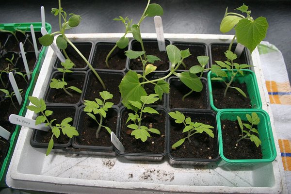 Légumes_28_03_2013 001.jpg