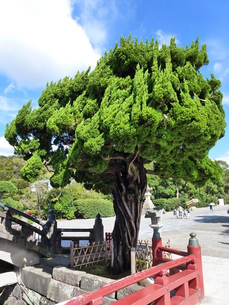 Kamakura Wacholder.jpg
