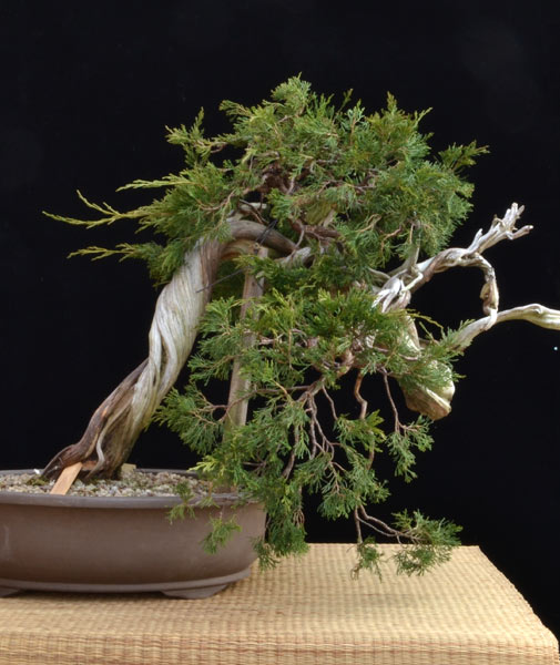 Sylvestris-corticosa-001bea.jpg