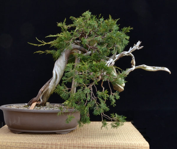 Sylvestris-corticosa-002bea.jpg