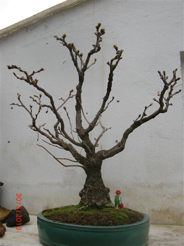 Blauregen300313 (8) (Klein).JPG