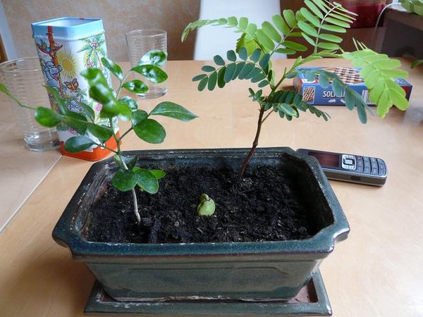 Foto 1
