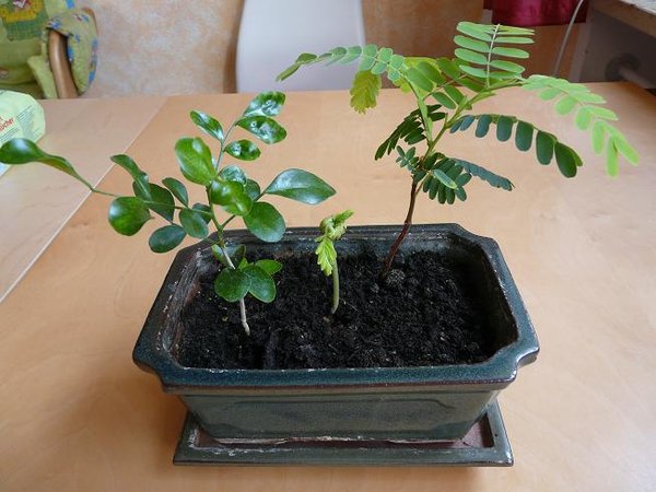 Zweiter Tag nach Foto 1