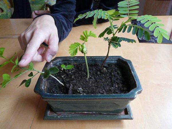 Dritter Tag nach Foto 1