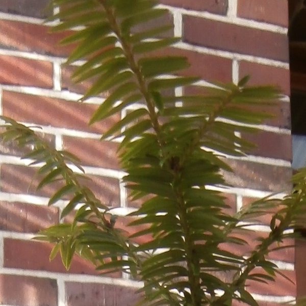 Baum Krone