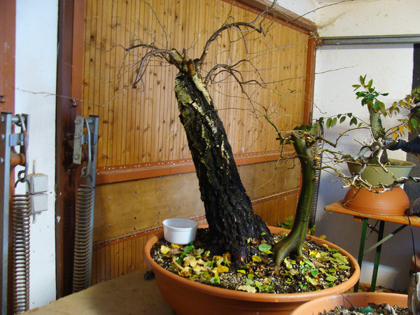 Oktober 2010, nach dem Rückschnitt