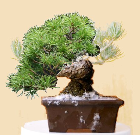 Pinus.jpg