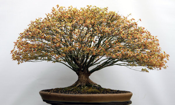 acer-palm.-04-2013.jpg