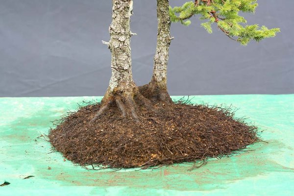schöner flacher Wurzelballen - Ballenhöhe 4,5 cm