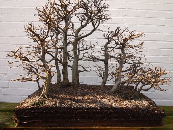 Buchenwald in der Holzkiste