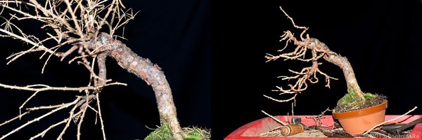 laerche-dez-2012-25x.jpg