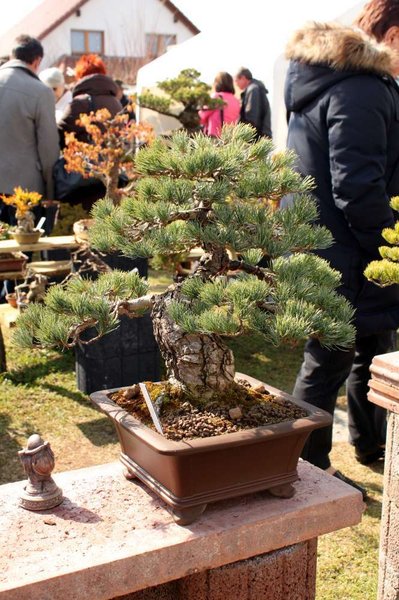 new_IMG_0037.jpg