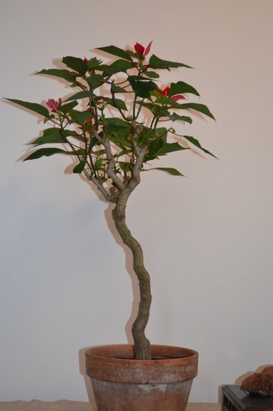 dez 2012 bonsai 017 (530x800).jpg