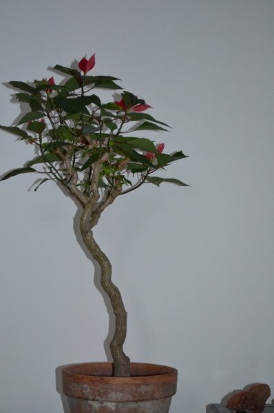 dez 2012 bonsai 018 (530x800).jpg