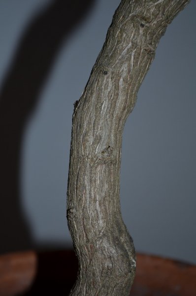 dez 2012 bonsai 009 (530x800).jpg