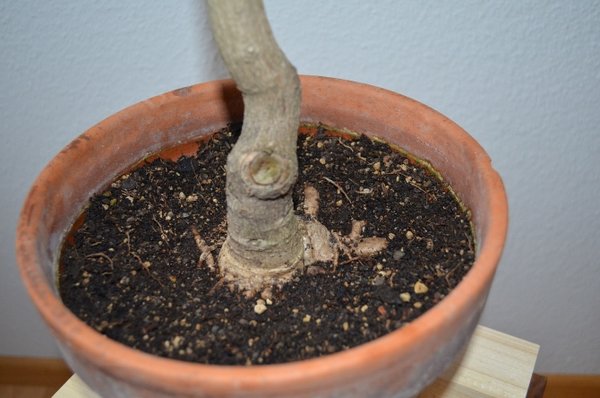 dez 2012 bonsai 006 (670x444).jpg
