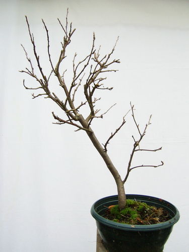 Bild: Bonsaischule Schneider