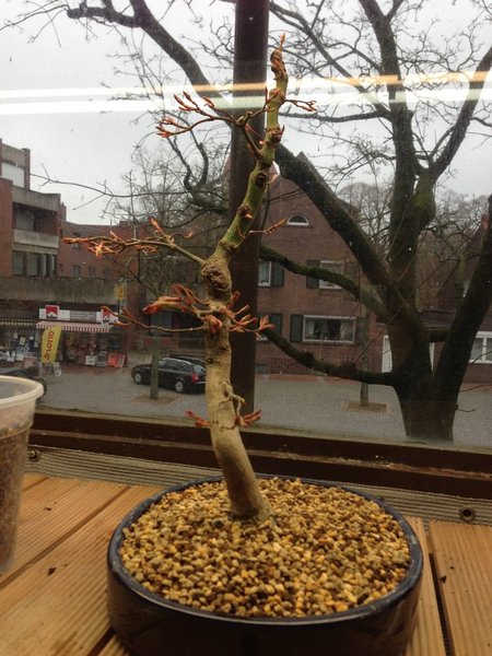 Grüner Fächerahorn Heute