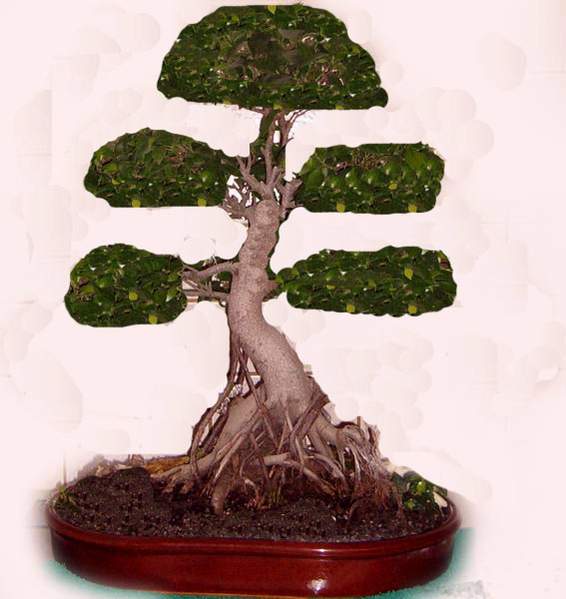 Kleene` Ficus.jpg