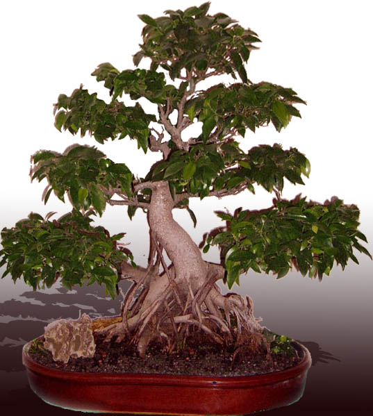 Ficus Kopie.jpg