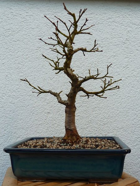 Rückseite