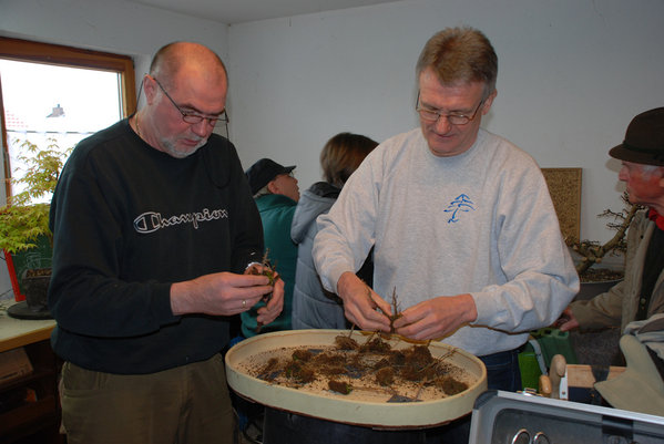 Hans-peter und Norbert gestalten einen Dreispitzerwald aus Jungpflanzen.