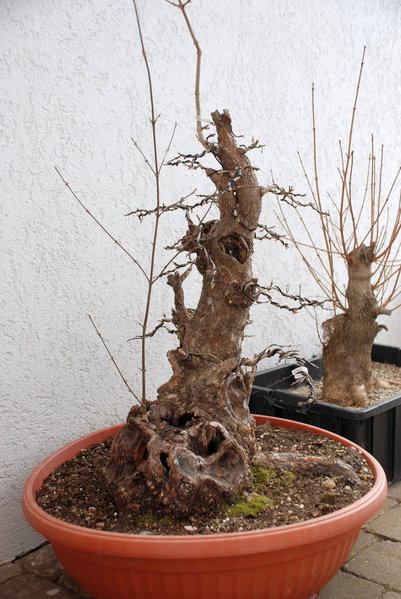 geiler cornus