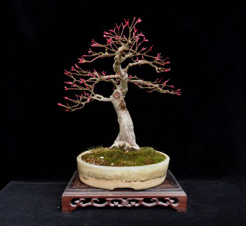 Seigen-2013.jpg