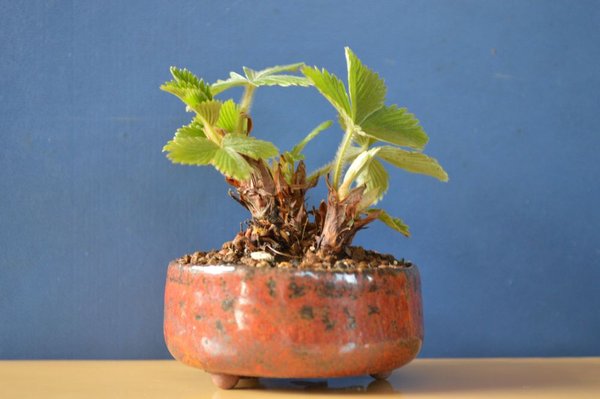 Erdbeeren