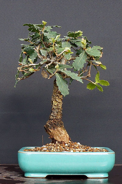 Quercus Robur in geschenkter Schale