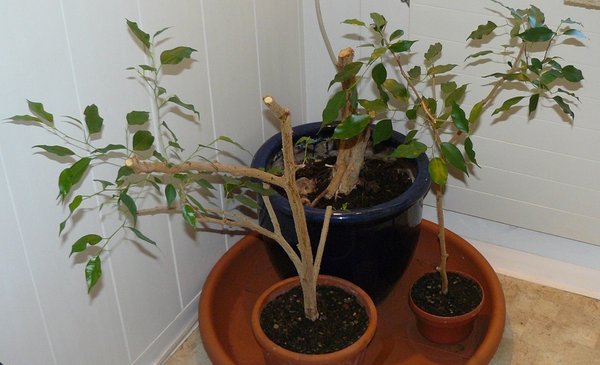 P1070432_1.jpg