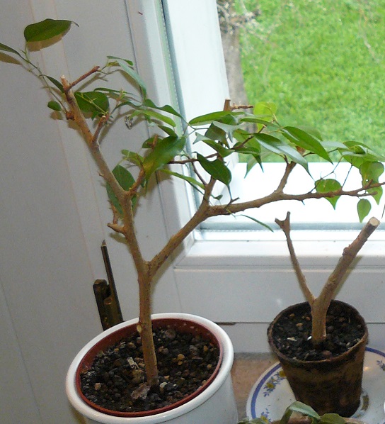 P1070443_2.jpg